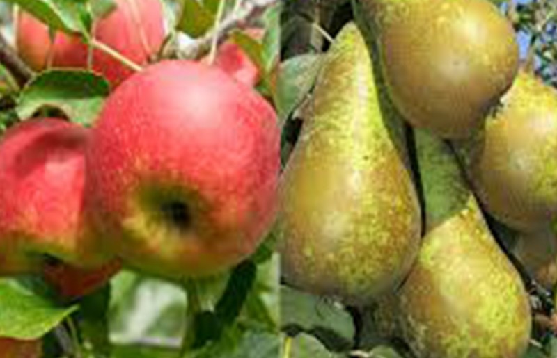 News Apfelino Obsthof Schieferm�ller