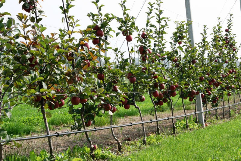 Apfelino Obsthof Schieferm&uuml;ller