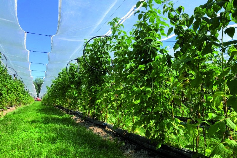 Apfelino Obsthof Schieferm&uuml;ller