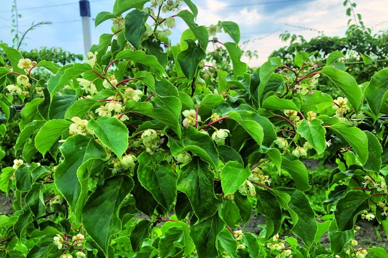 Apfelino Obsthof Schieferm&uuml;ller