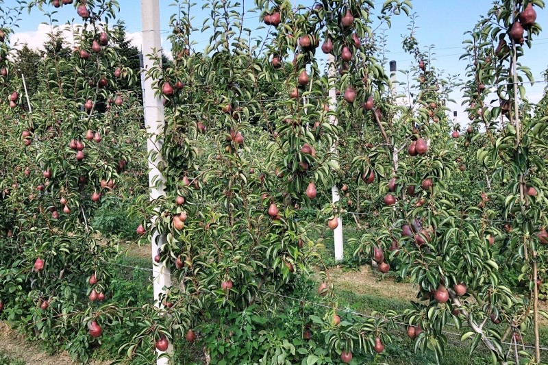 Apfelino Obsthof Schieferm&uuml;ller