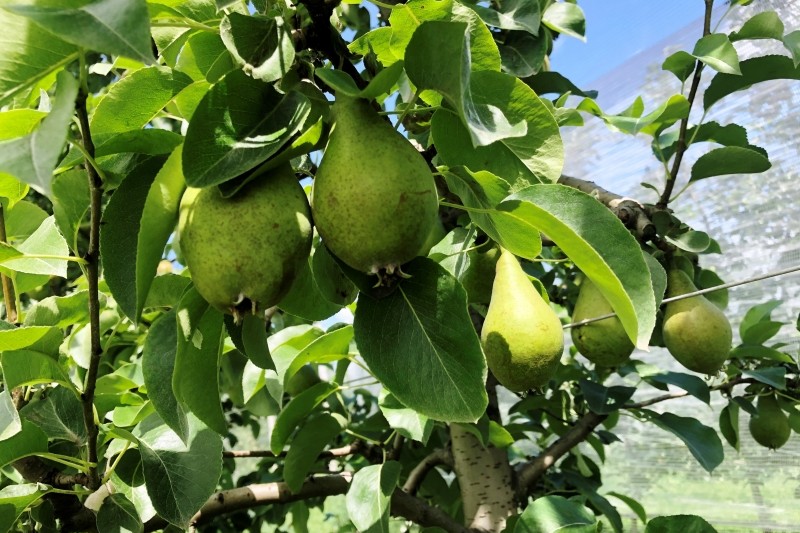 Apfelino Obsthof Schieferm&uuml;ller