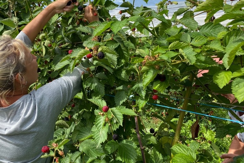Apfelino Obsthof Schieferm&uuml;ller