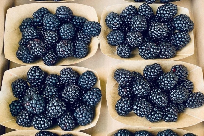 Apfelino Obsthof Schieferm&uuml;ller