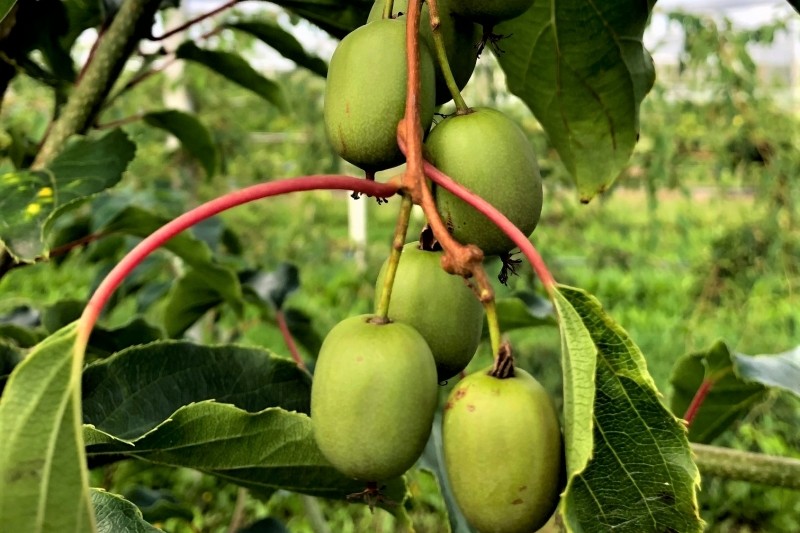 Apfelino Obsthof Schieferm&uuml;ller