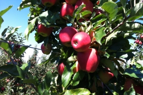 Apfelino Obsthof Schieferm&uuml;ller