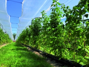 Apfelino Obsthof Schieferm&uuml;ller