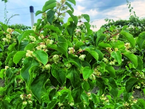 Apfelino Obsthof Schieferm&uuml;ller