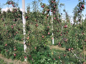 Apfelino Obsthof Schieferm&uuml;ller