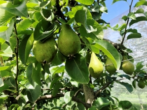 Apfelino Obsthof Schieferm&uuml;ller