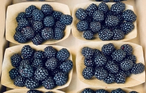 Apfelino Obsthof Schieferm&uuml;ller