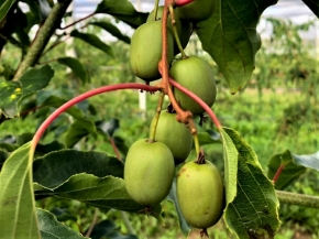 Apfelino Obsthof Schieferm&uuml;ller