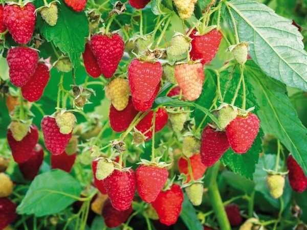 Beeren, frisch