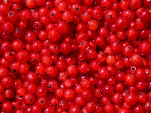 Ribisel rot, ganz, past. 1 kg / 4 kg